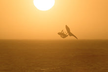 Load image into Gallery viewer, ION Men Wetsuit Element 3/2 Overknee Shortsleeve Back Zip 2023