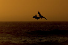 Load image into Gallery viewer, ION Men Wetsuit Element 3/2 Back Zip 2023