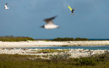 Lade das Bild in den Galerie-Viewer, action_shot