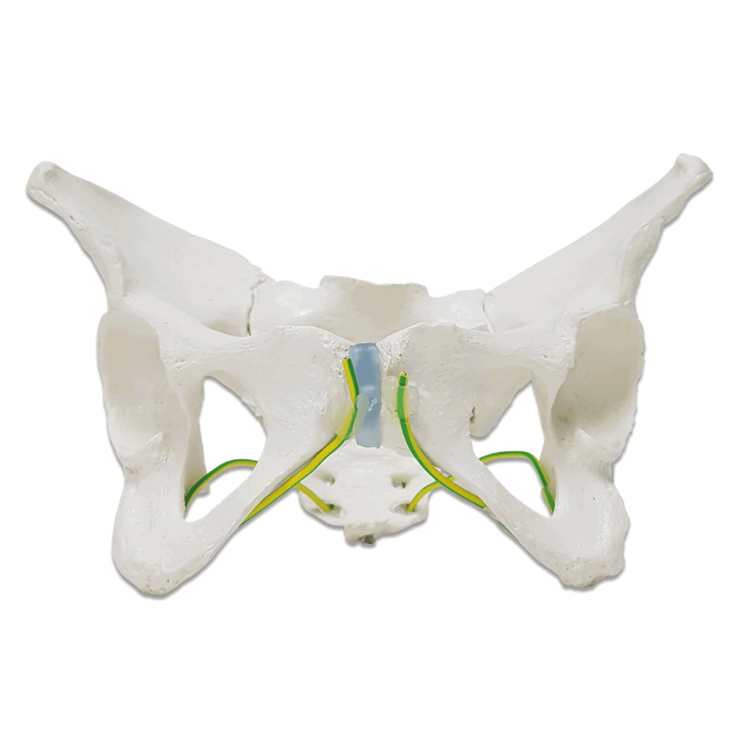 SQLab Pelvis 20NO